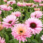 Echinacea SUNSEEKERS 'Salmon' - Rode zonnehoed