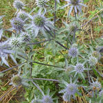 Eryngium x  tripartitum - Kruisdistel