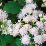 Eupatorium x rugosum 'Lucky Melody' - Koninginnekruid