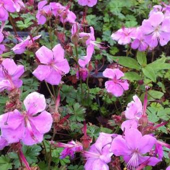 Geranium dalmaticum 'Bressingham Pink'