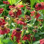 Helenium 'Red Jewel' - Zonnenkruid