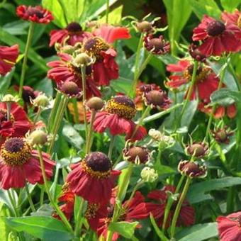 Helenium 'Red Jewel'