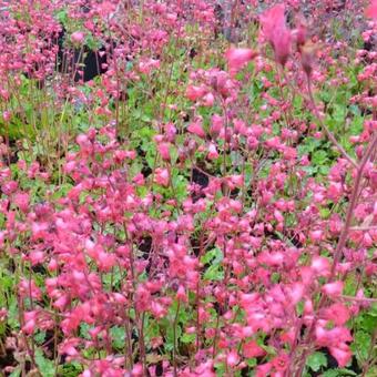 Heuchera x brizoides 'Pluie de Feu'