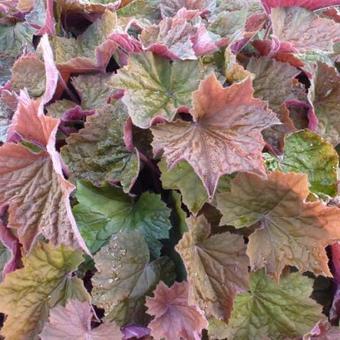 Heuchera 'Brownies'