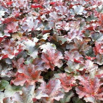 Heuchera 'Cappuccino'