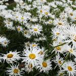 Leucanthemum x superbum 'Shapcott Gossamer' - Margriet