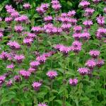 Monarda 'Comanche' - Bergamotplant