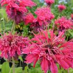 Monarda 'Gewitterwolke' - Bergamotplant