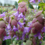 Origanum 'Amethyst Falls' - Hopmarjolein