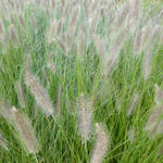 Pennisetum alopecuroides 'Lady U' - Lampenpoetsersgras