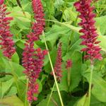 Persicaria amplexicaulis 'Red Baron' - Duizendknoop