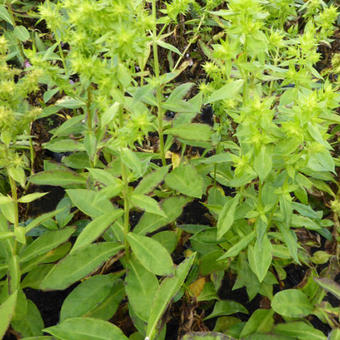 Phlox paniculata 'Green Lion'