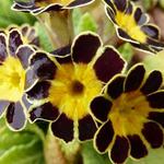 Primula elatior 'Gold Lace' - Sleutelbloem