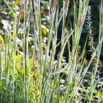 Schizachyrium scoparium 'Ha Ha Tonka' - Klein prairiegras