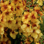 Verbascum 'Honey Dijon' - Toorts - Verbascum 'Honey Dijon'