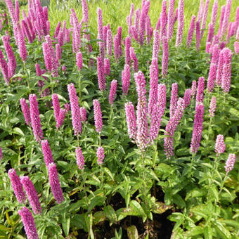 Veronica longifolia 'FIRST Kiss'