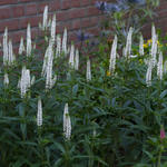 Veronica spicata 'FIRST Lady' - Ereprijs