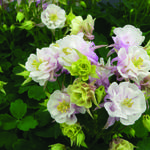 Aquilegia Vulgaris WINKY 'Double Rose-White' - Akelei