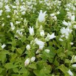 Campanula lactiflora 'Alba' - Klokjesbloem