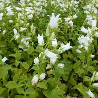 Campanula lactiflora 'Alba'