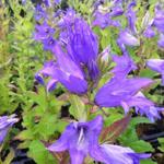 Campanula latifolia var. macrantha - Klokjesbloem, Breedbladklokje