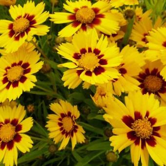 Coreopsis grandiflora 'Sonnenkind'