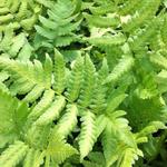 Dryopteris clintoniana - Niervaren