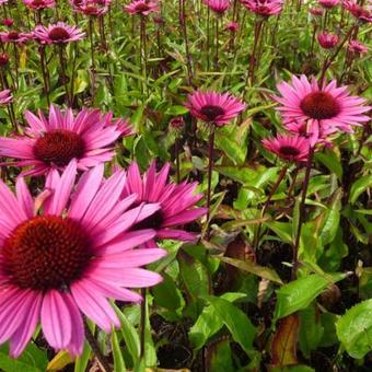 Echinacea purpurea 'Fatal Attraction'