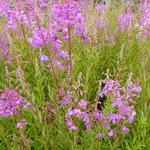 Epilobium angustifolium - Bastaardwederik, Knikkend wilgenroosje