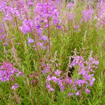 Epilobium angustifolium