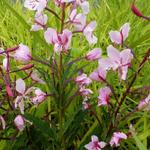 Epilobium angustifolia 'Stahl Rose' - Bastaardwederik