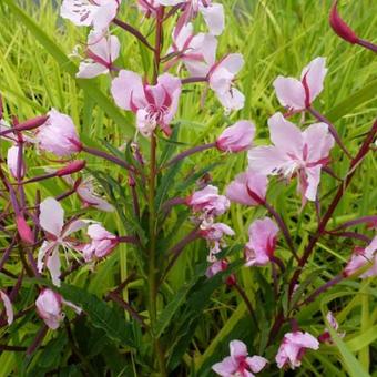 Epilobium angustifolia 'Stahl Rose'