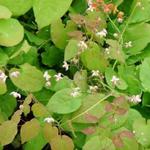 Epimedium pubigerum - Elfenbloem