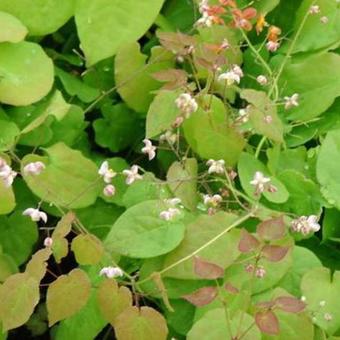 Epimedium pubigerum