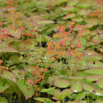 Epimedium pubigerum 'Orangekönigin' - Elfenbloem - Epimedium pubigerum 'Orangekönigin'