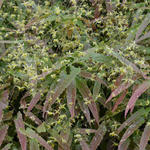 Epimedium sp nova 'Spine Tingler' - Elfenbloem