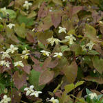 Epimedium x versicolor 'Neosulphureum' - Elfenbloem - Epimedium x versicolor 'Neosulphureum'