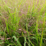 Eragrostis spectabilis - Liefdesgras - Eragrostis spectabilis