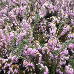 Erica carnea 'December Red' - Winterheide