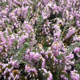 Erica carnea 'December Red'