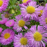 Erigeron 'Foersters Liebling' - Fijnstraal - Erigeron 'Foersters Liebling'