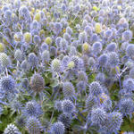 Eryngium planum 'Tiny Jackpot' - Kruisdistel