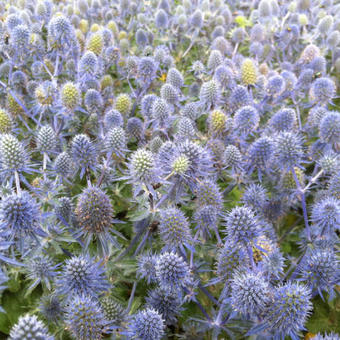 Eryngium planum 'Tiny Jackpot'