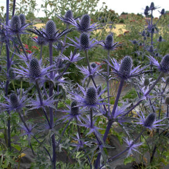 Eryngium x zabelii 'Big Blue'