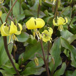 Hondstand - Erythronium 'Pagoda'