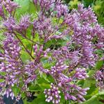 Eupatorium dubium 'Baby Joe' - Koninginnekruid - Eupatorium dubium 'Baby Joe'