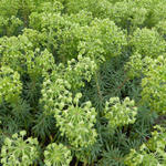 Wolfsmelk - Euphorbia characias ssp wulfenii