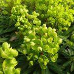 Euphorbia 'Redwing' - Wolfsmelk