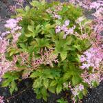 Filipendula ulmaria 'Rosea' - Moerasspirea