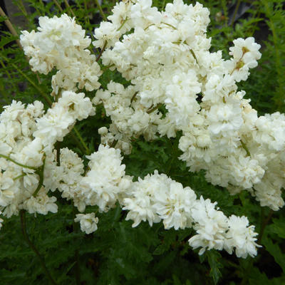 Filipendula vulgaris 'Multiplex' - Knolspirea